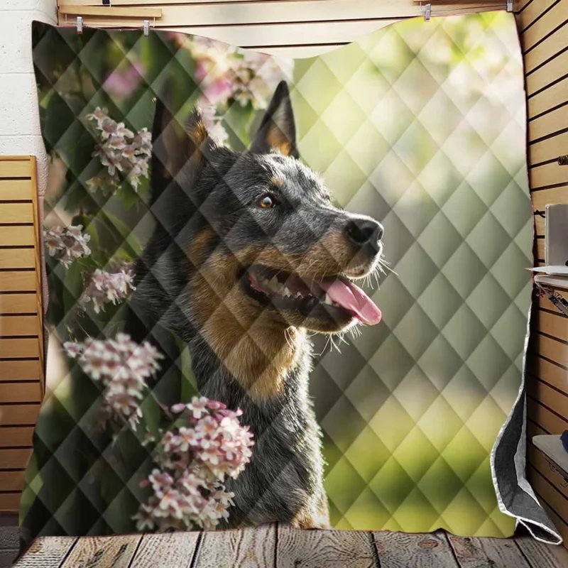 The Agile Working Breed: Australian Cattle Dog Quilt Blanket