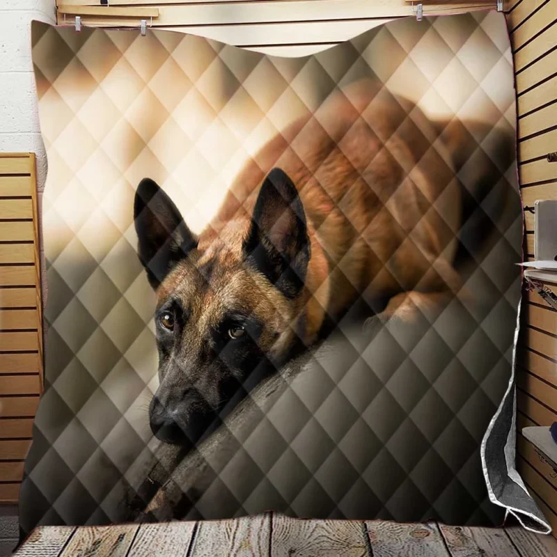 The Belgian Malinois Breed: Belgian Malinois Quilt Blanket