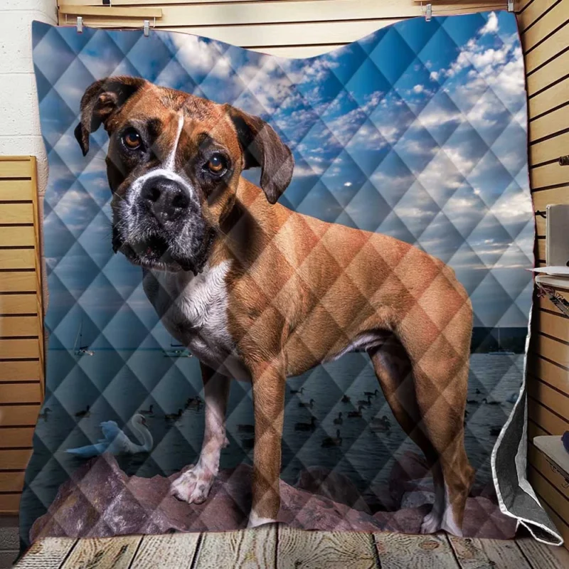 The Intense Stare of Boxer (Dog): Boxer Quilt Blanket