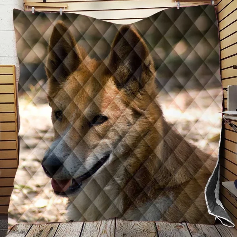 Wild Dingo with Muzzle: Dingo Quartet Quilt Blanket