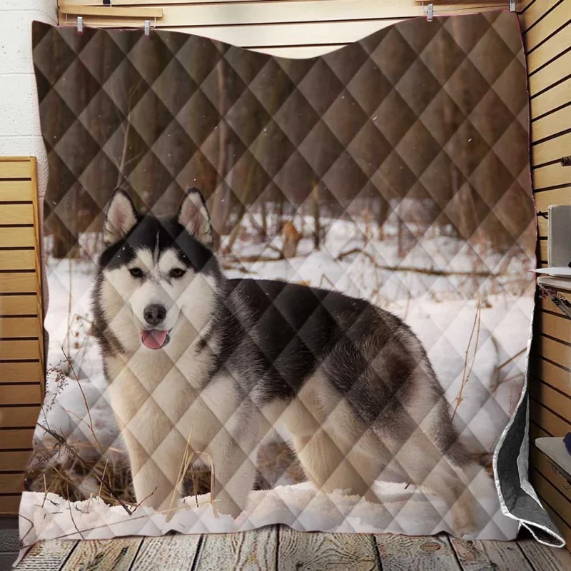 Winter Quadruple Fun: Husky Snow Frolic Quilt Blanket