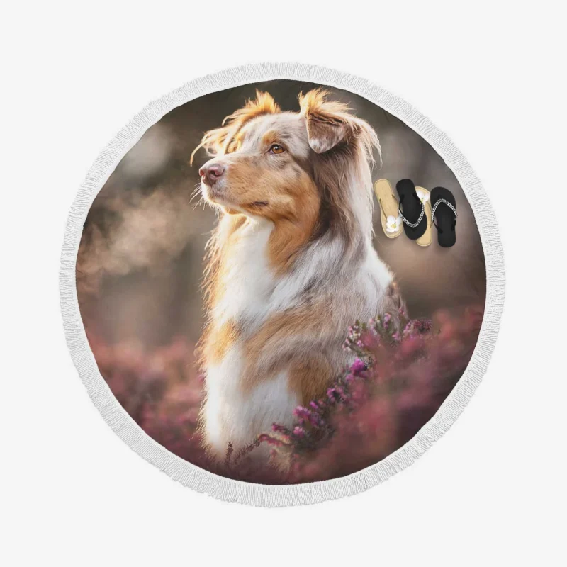 A Breed of Canine Versatility: Australian Shepherd Round Beach Towel