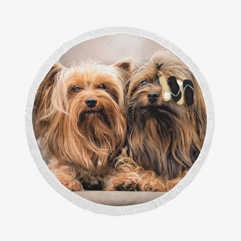 A Bundle of Cute Companions: Yorkshire Terriers Round Beach Towel