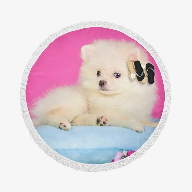 A Bundle of Cuteness: Fluffy Spitz Puppies Round Beach Towel 1