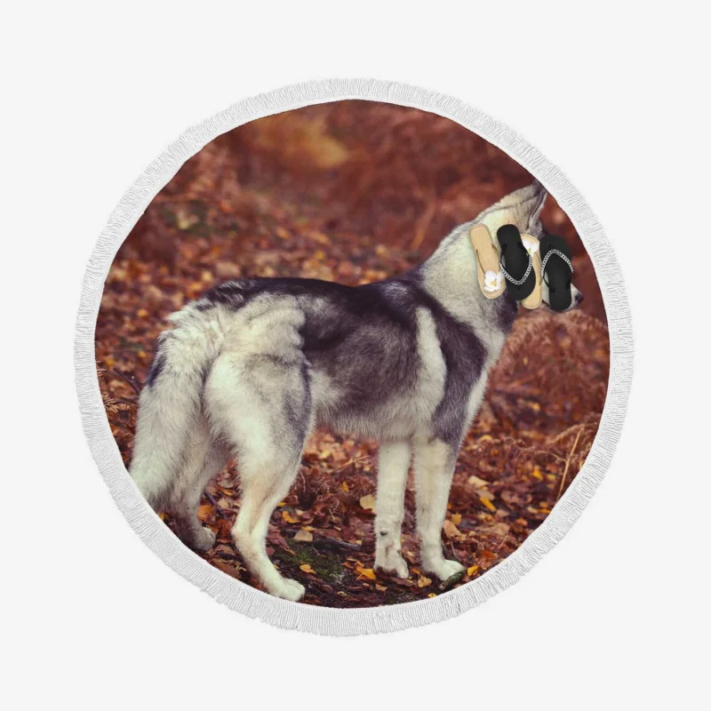 A Canine Adventure: Husky Quartet Round Beach Towel 1