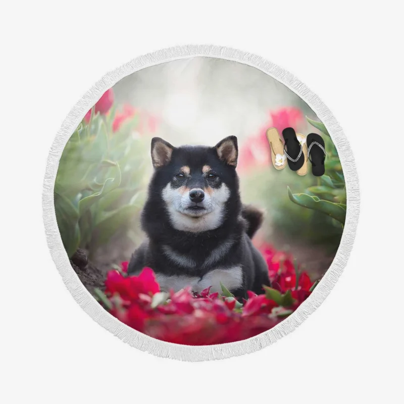 A Captivating Gaze: Shiba Inu Quartet Round Beach Towel