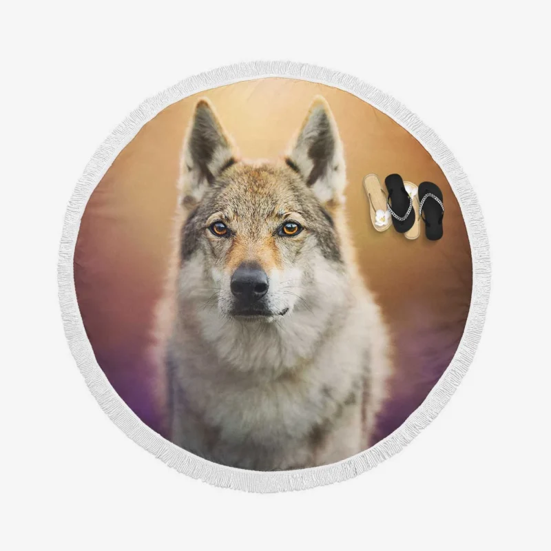 A Captivating Wolfish Stare: Wolfdog Quartet Round Beach Towel