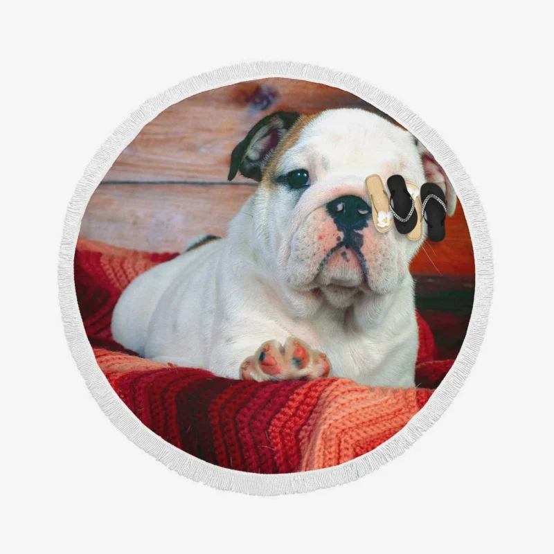 A Celebration of Bulldog Charm: Bulldog Wallpaper Round Beach Towel