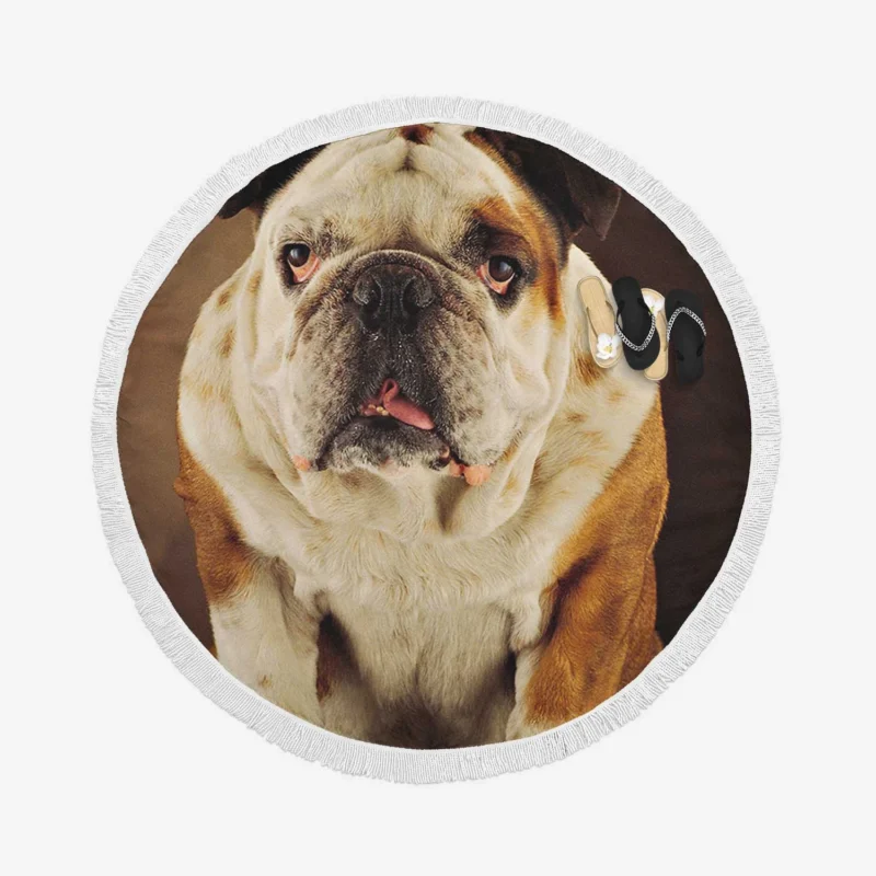 A Gaze of Bulldog Beauty: Bulldog Quartet Round Beach Towel