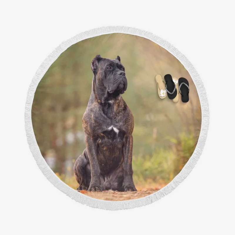 A Gaze of Strength: Cane Corso Quartet Round Beach Towel