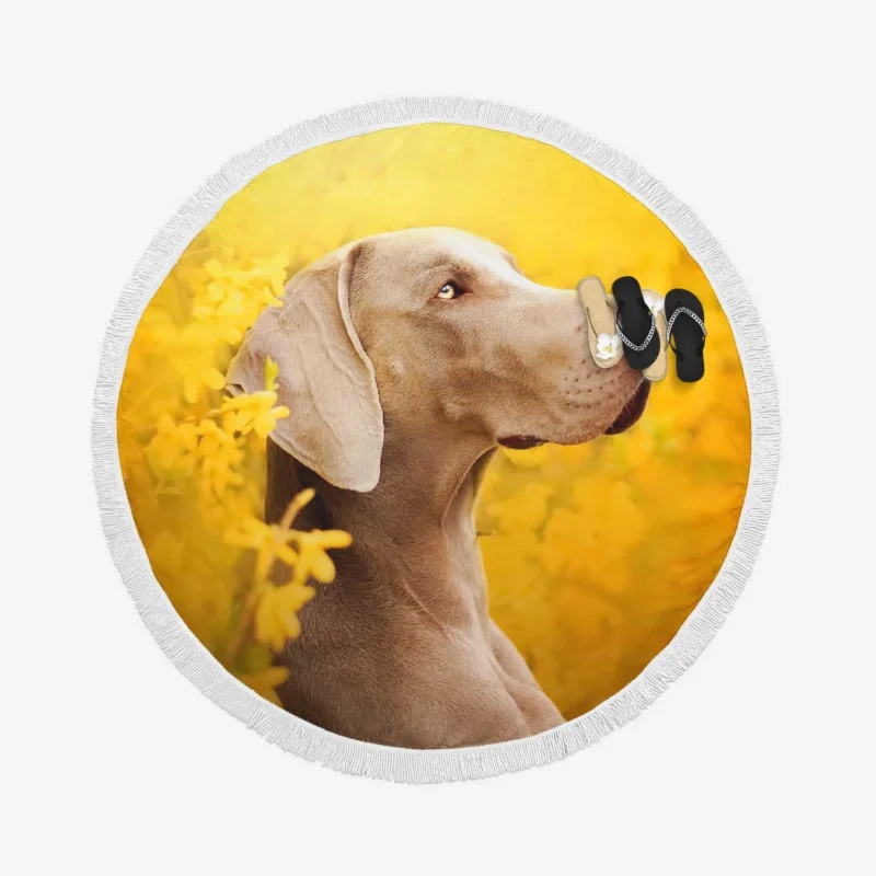 A Glimpse of Serenity: Weimaraner Quartet Round Beach Towel