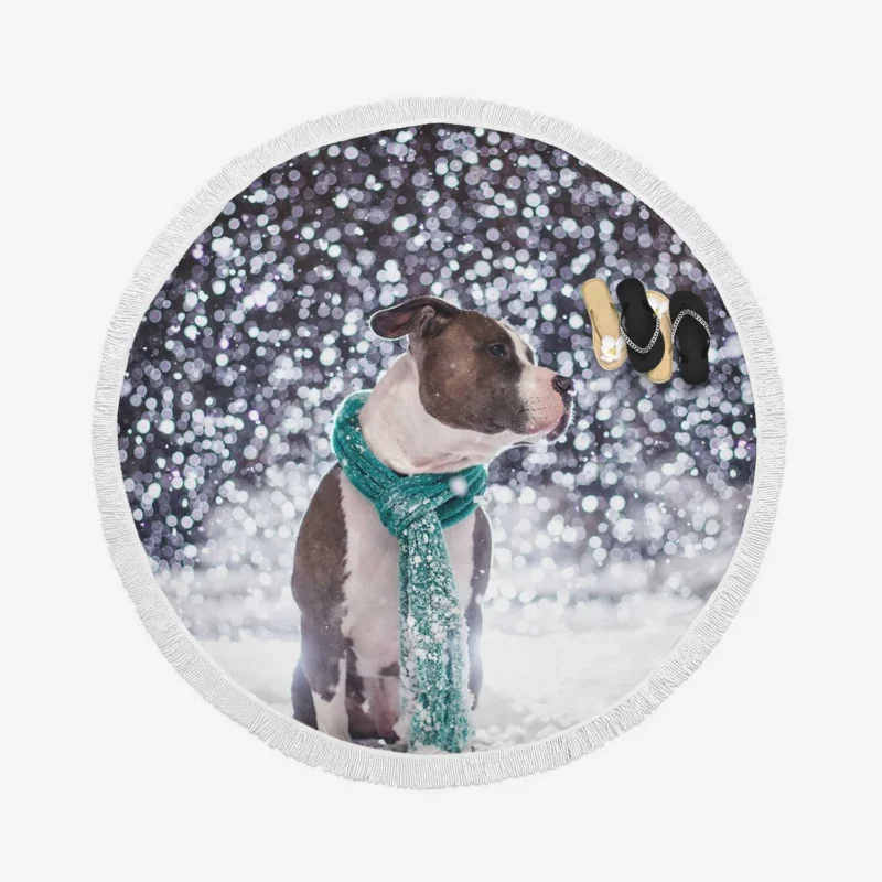 A Pibble Christmas: Pit Bull Quartet Round Beach Towel