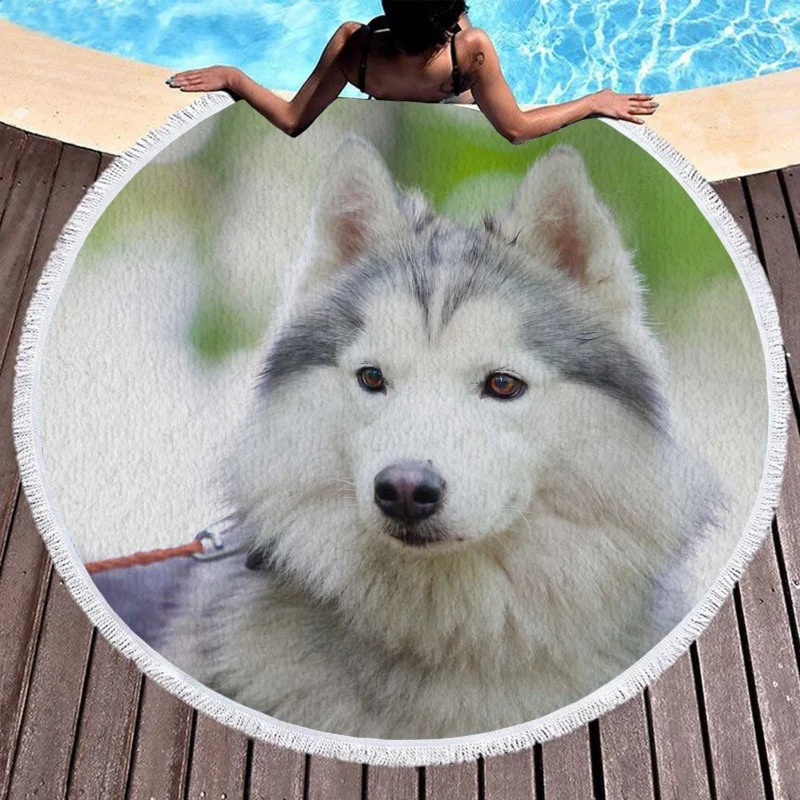 A Quadruple Canine Portrait: Husky Marvel Round Beach Towel 1