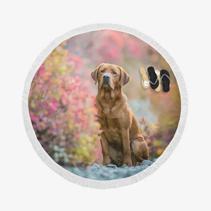 A Quartet of Beauty: Labrador Depth of Field Round Beach Towel