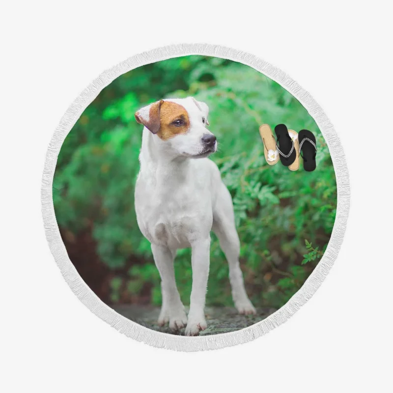 A Quartet of Canine Charm: Jack Russell Terriers Round Beach Towel