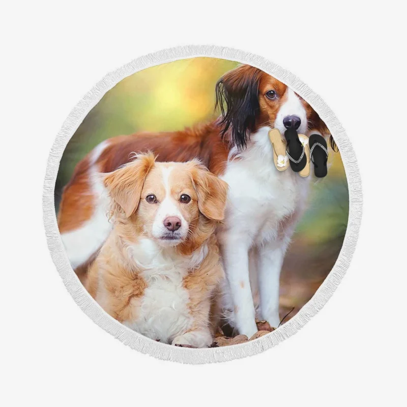 A Quartet of Dutch Beauties: Kooikerhondje Dogs Round Beach Towel 1