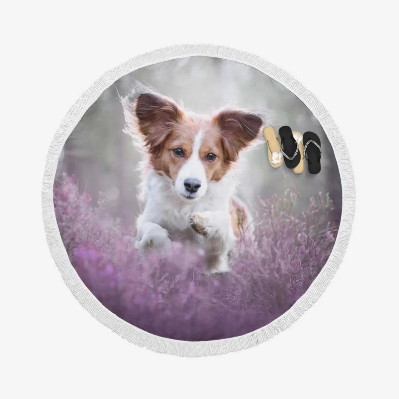 A Quartet of Dutch Elegance: Kooikerhondje Dogs Round Beach Towel