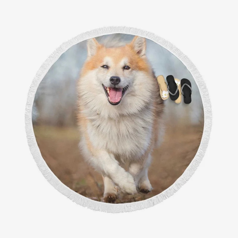 A Quartet of Icelandic Beauties: Icelandic Sheepdogs Round Beach Towel