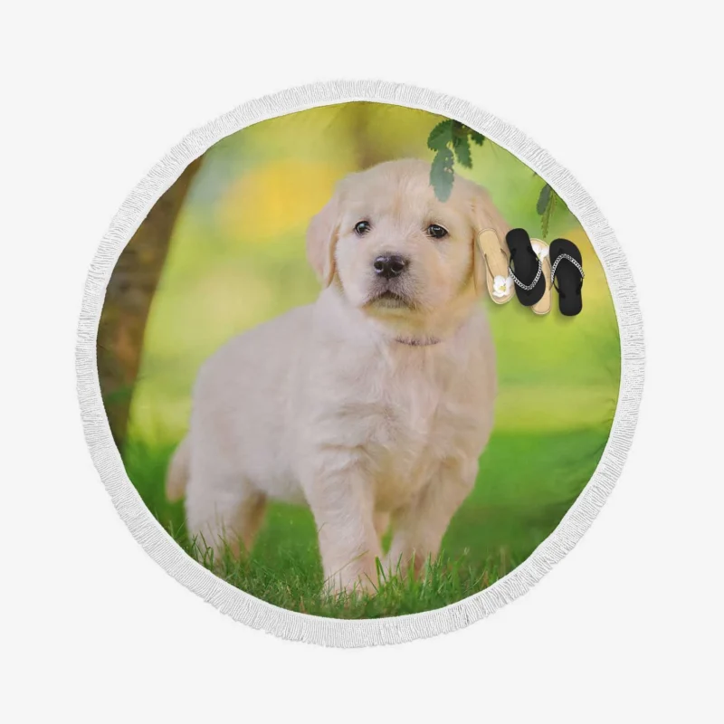 A Quartet of Playful Cuties: Labrador Puppies Round Beach Towel