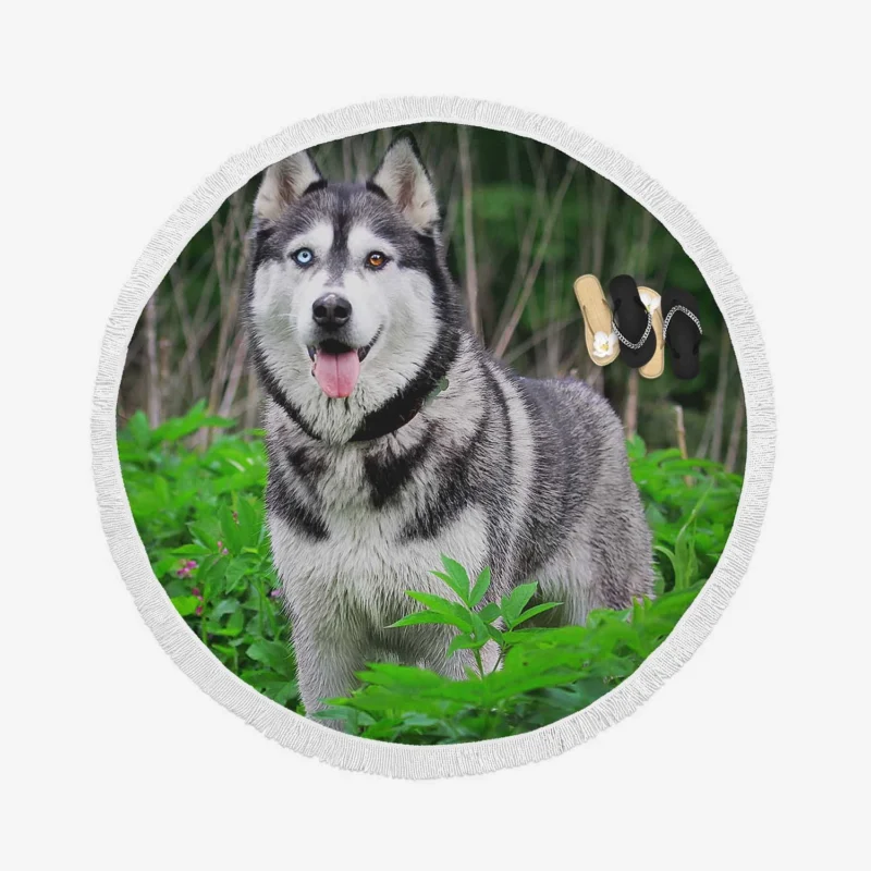 A Study in Elegance: Siberian Husky Quartet Round Beach Towel 1