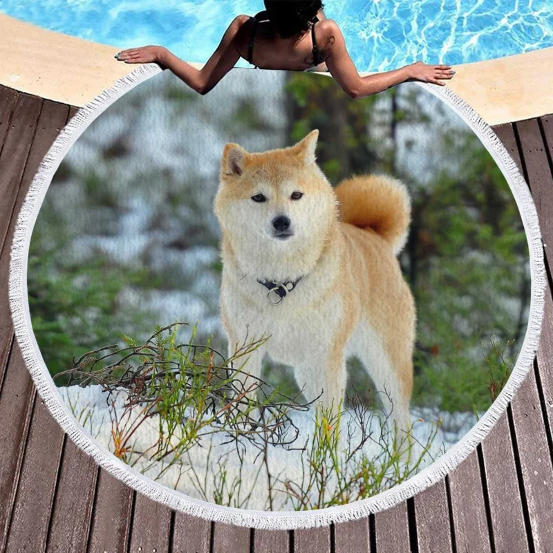 A Symphony of Akita Beauty: Quartet Harmony Round Beach Towel 1