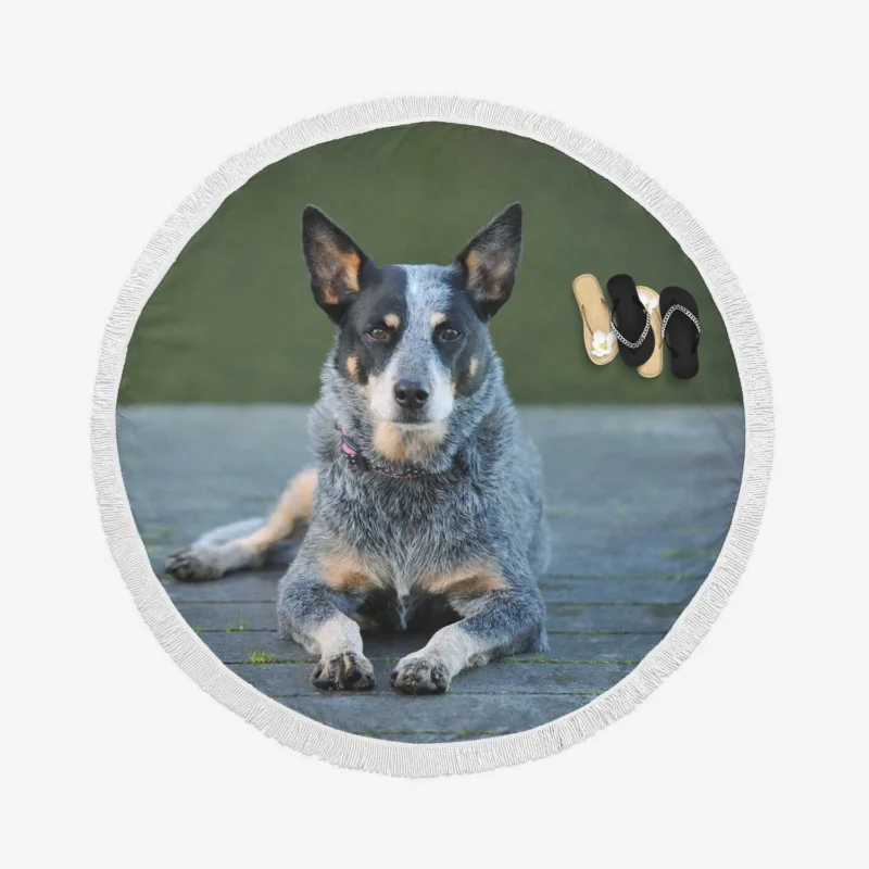 A Versatile Canine Companion: Australian Cattle Dog Round Beach Towel 1