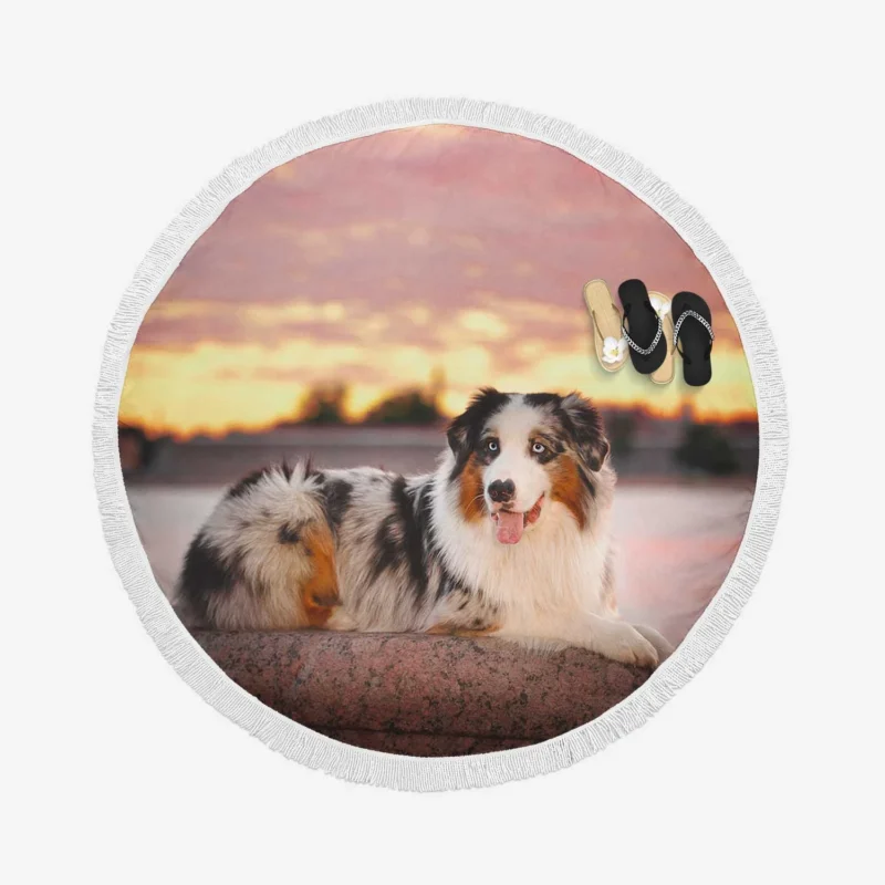 Active Depth of Field Beauty: Australian Shepherd Round Beach Towel