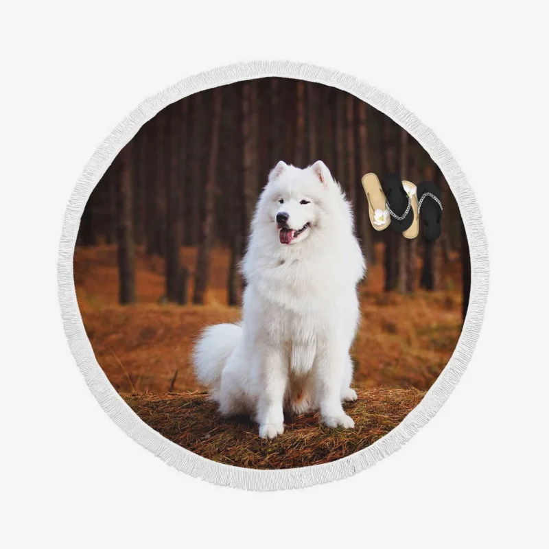 Active Depth of Field Beauty: Samoyed Quartet Round Beach Towel 1