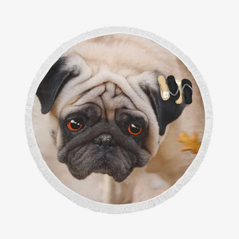 Active Fourfold Pug Majesty: Pug Quartet Round Beach Towel