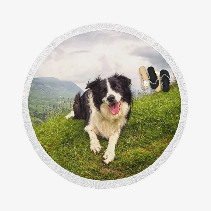 Active and Energetic Border Collie: Border Collie Round Beach Towel