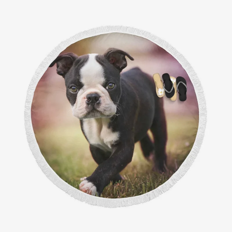 Adorable Boston Terrier Pups with Ba: Boston Terrier Round Beach Towel