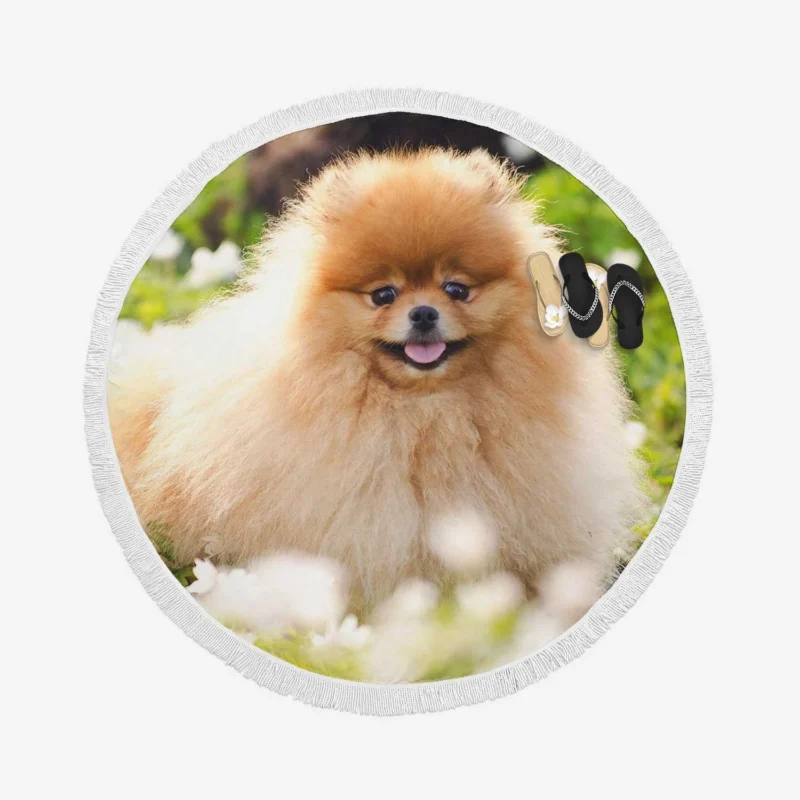 Adorable Charm: Pomeranian Quartet Round Beach Towel 1