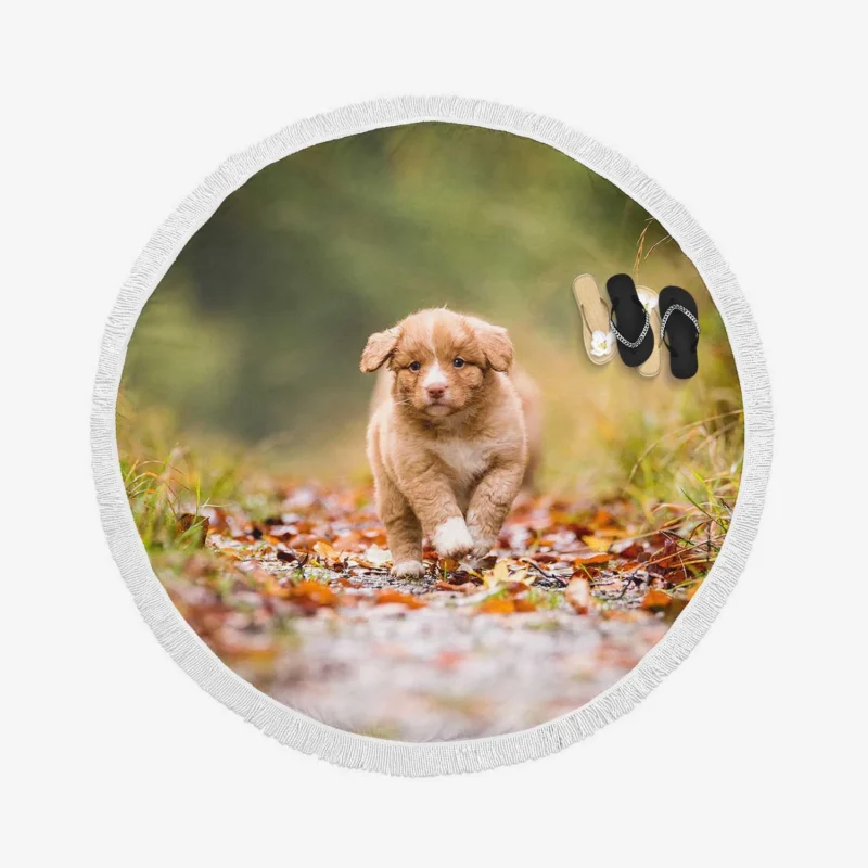 Adorable Quartet: Nova Scotia Duck Tolling Retriever Puppies Round Beach Towel