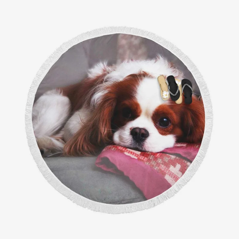 Adorable Quartet of Puppies: King Charles Spaniels Round Beach Towel