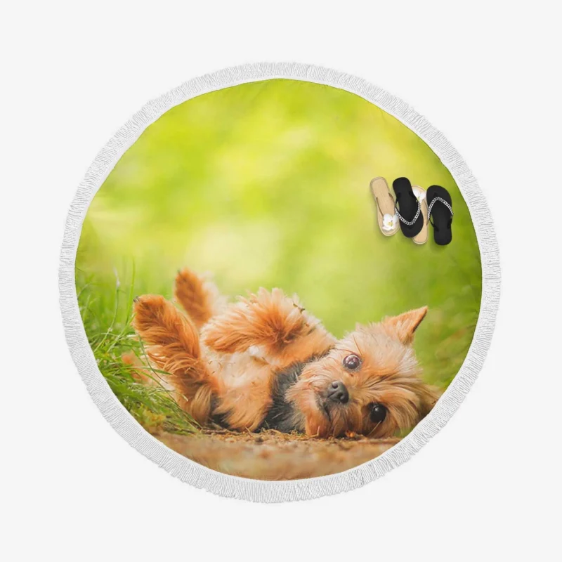 Adorable and Endearing: Yorkshire Terrier Quartet Round Beach Towel 1