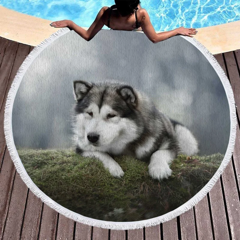 Alaskan Malamute Quartet in a Mossy Oasis Round Beach Towel 1