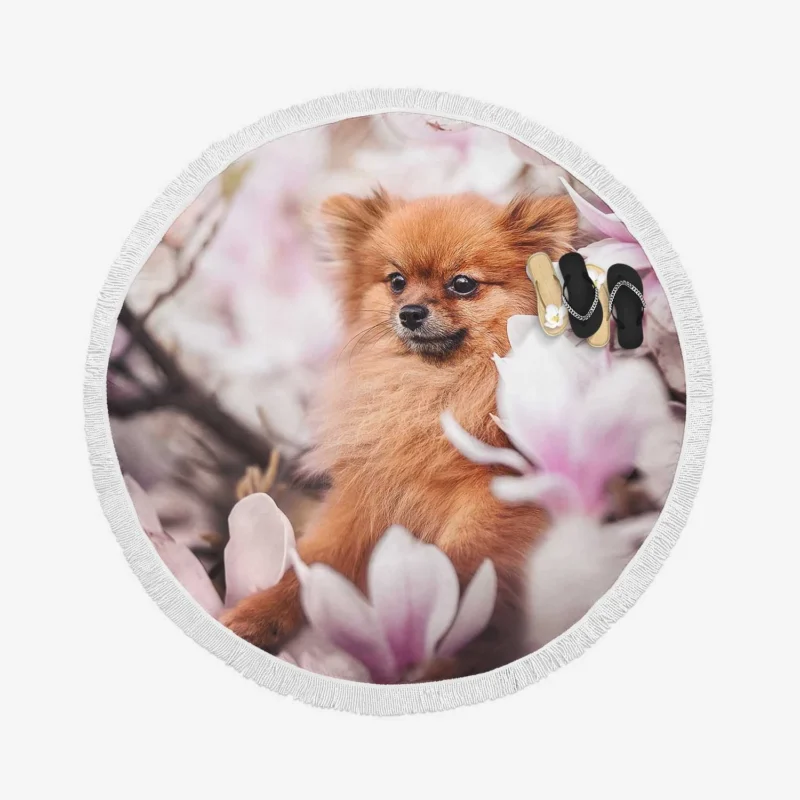 Amongst Magnolia Blossoms: Spitz Quartet Round Beach Towel