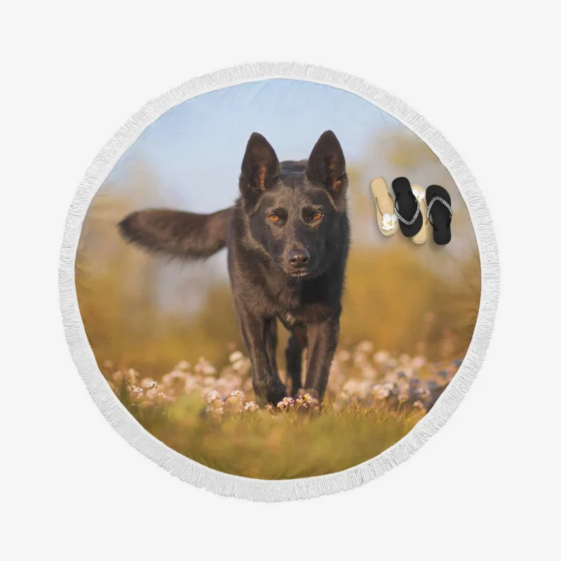 Australian Beauty Quartet: Kelpie in Flower Field Round Beach Towel