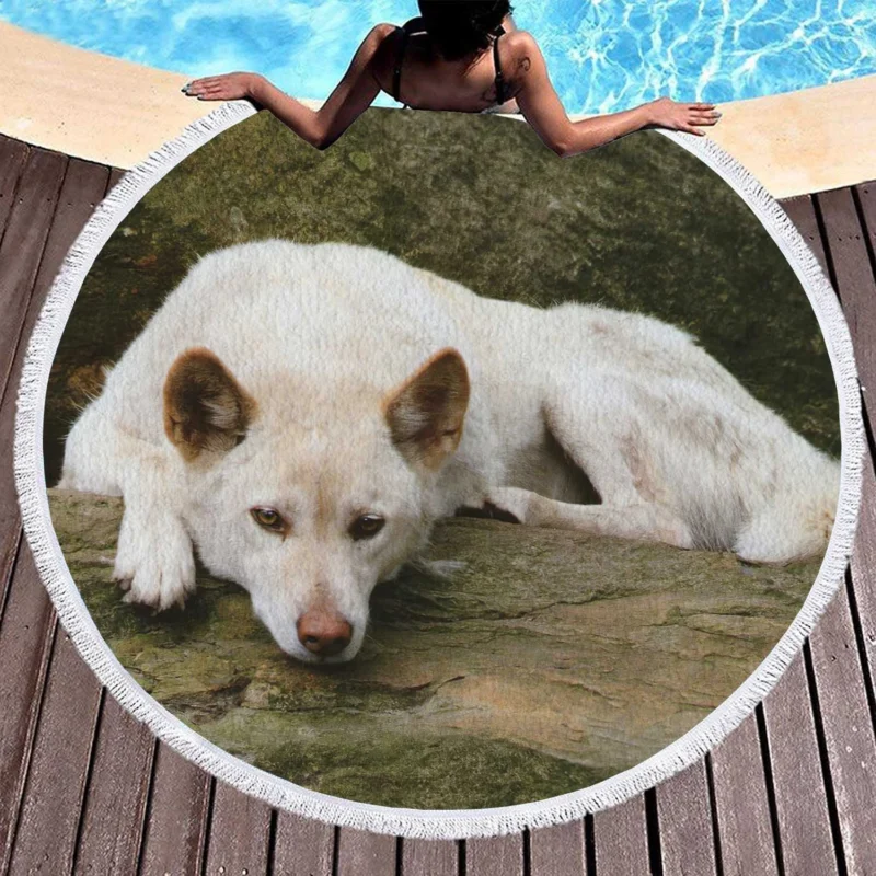 Australian Dingoes in the Wild: Dingo Quartet Round Beach Towel 1