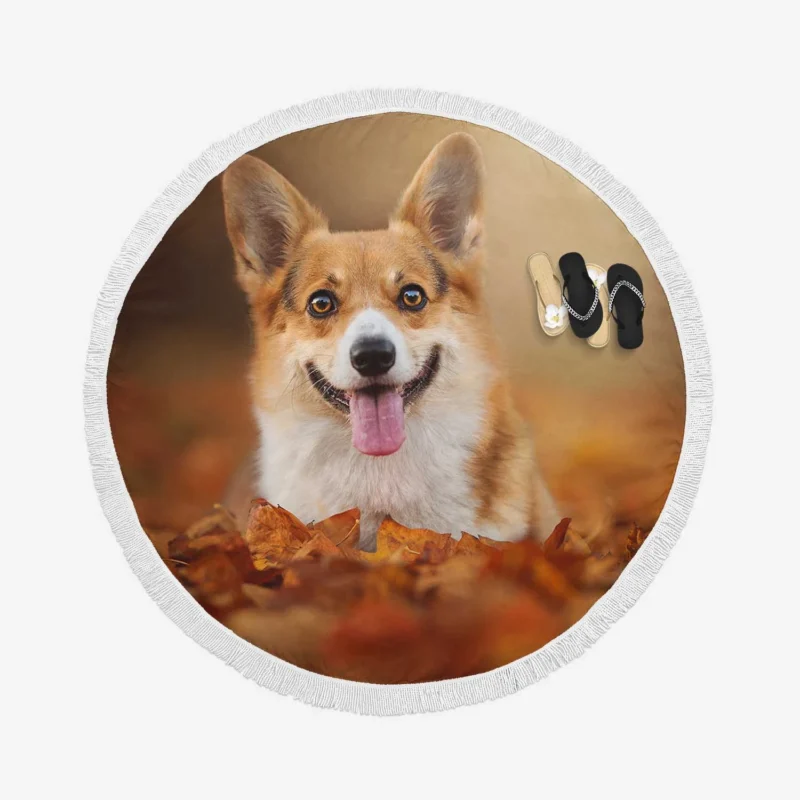 Autumn Beauty with Depth of Field: Corgi Quartet Round Beach Towel