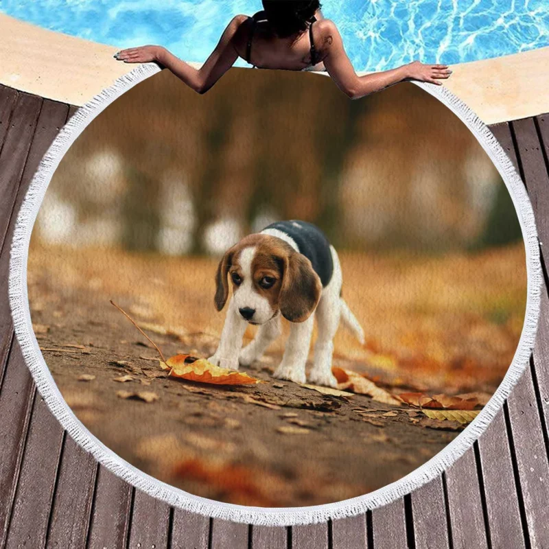 Autumn Bliss with a Sad Canine and Falling Leaves: Beagle Round Beach Towel 1