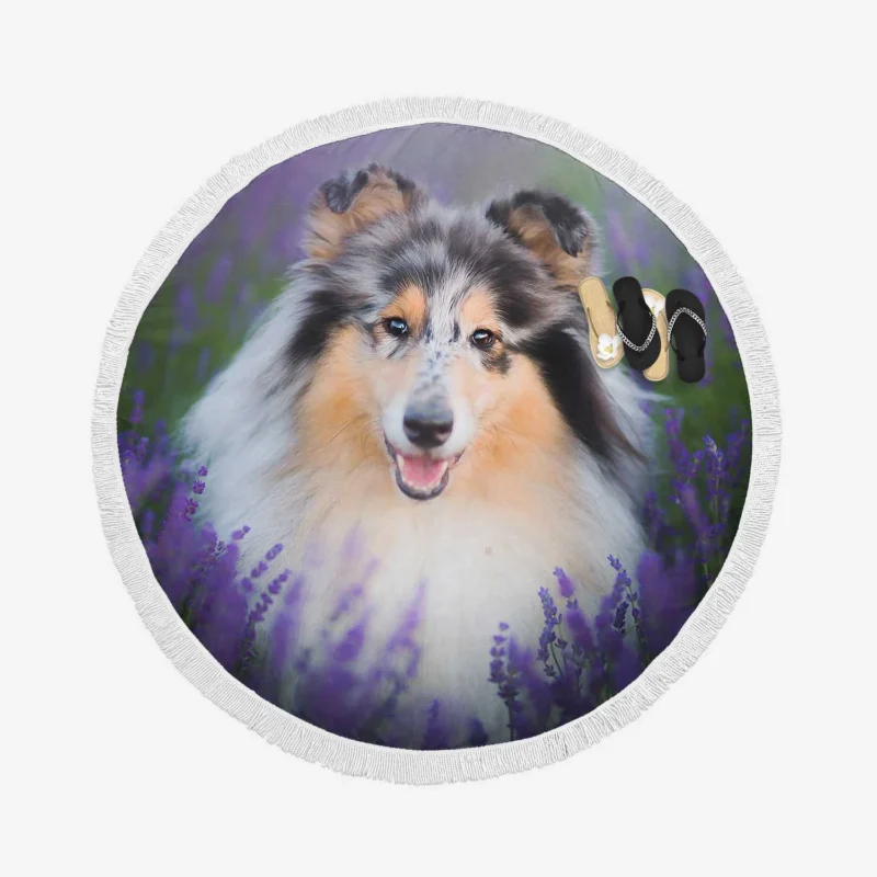 Baskets and Collies: Rough Collie Quartet Round Beach Towel