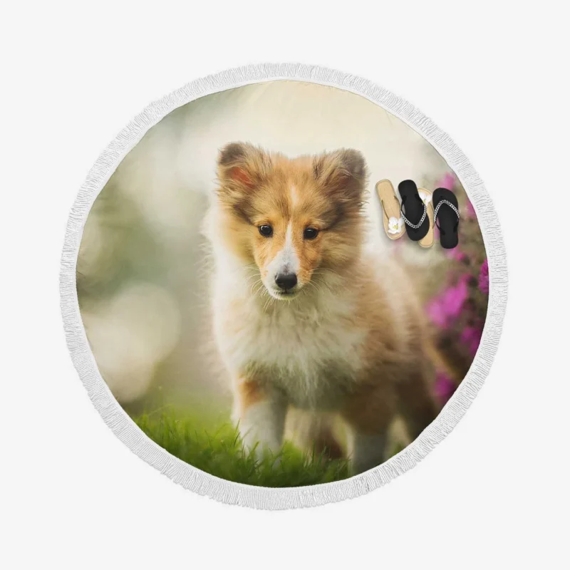 Bauble Pups in Purple Flower Bokeh: Shetland Sheepdog Quartet Round Beach Towel