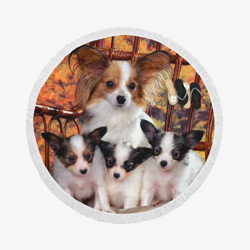 Beautiful Papillon Portraits: Papillon Quartet Round Beach Towel