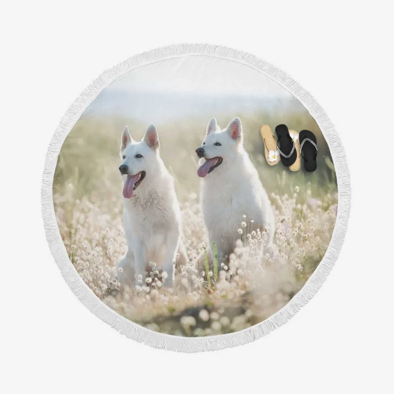 Berger Blanc Suisse Elegance in Depth Of Field Round Beach Towel