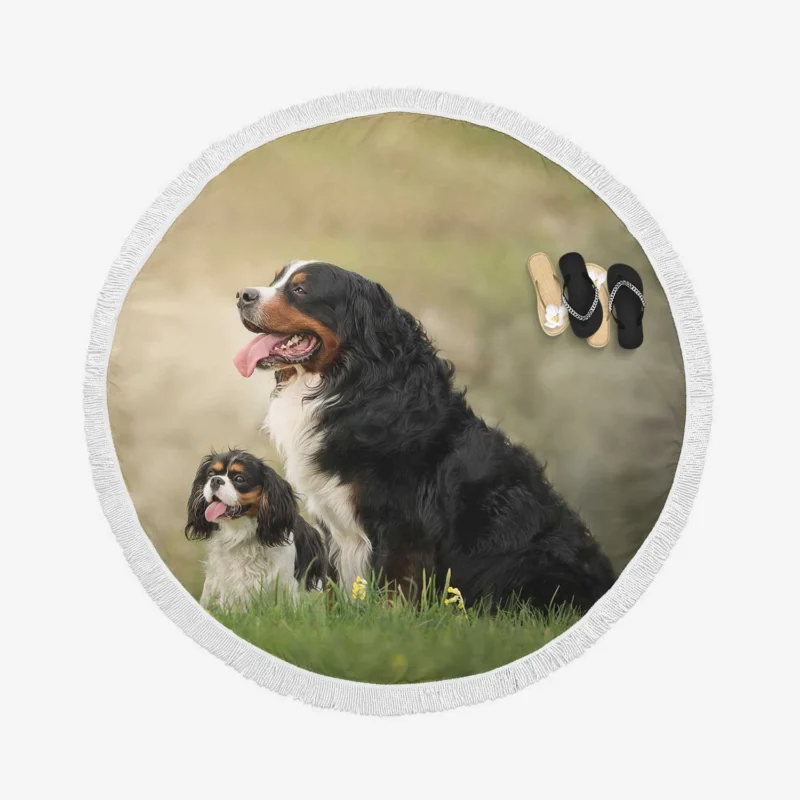 Bernese Charm with Ba