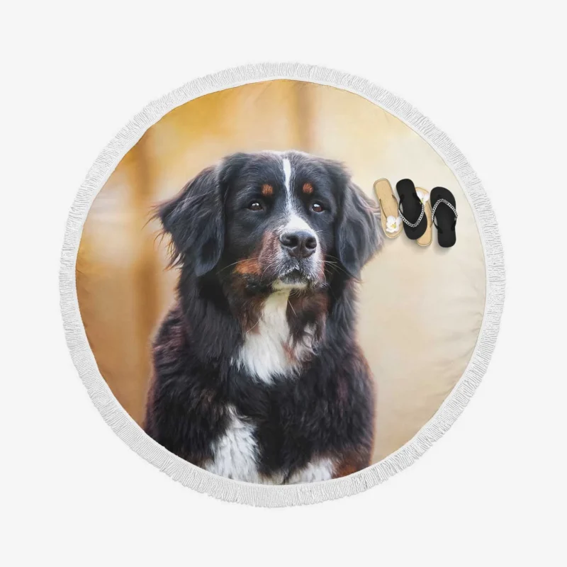 Bernese Majesty: Bernese Mountain Dog Round Beach Towel