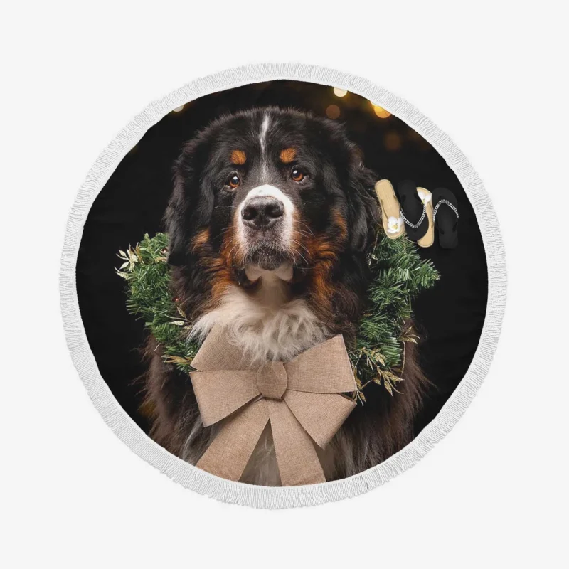 Bernese Majesty in Brave Dog: Bernese Mountain Dog Round Beach Towel 1