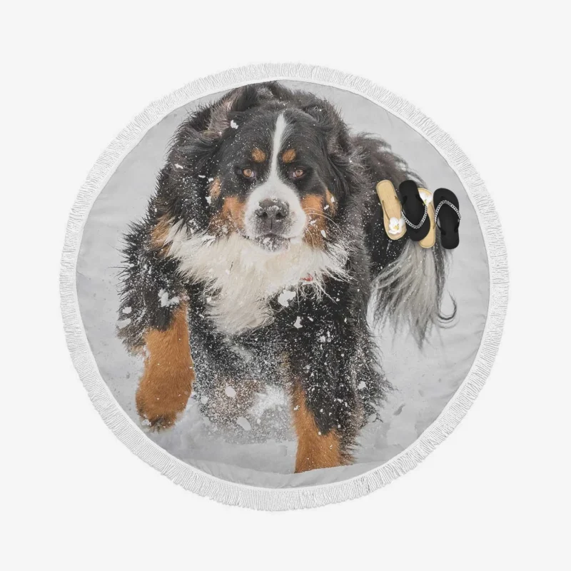 Bernese Mountain Dog Winter Beauty with Snow Round Beach Towel