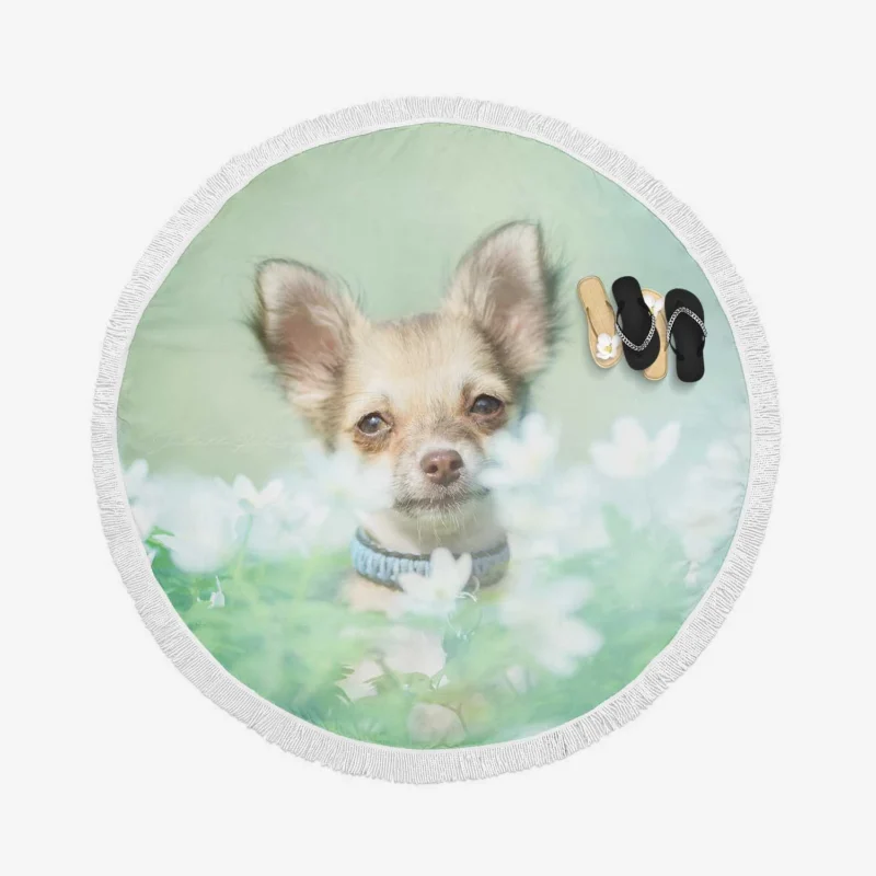 Blooms and Chihuahua Beauty: Chihuahua Quartet Round Beach Towel